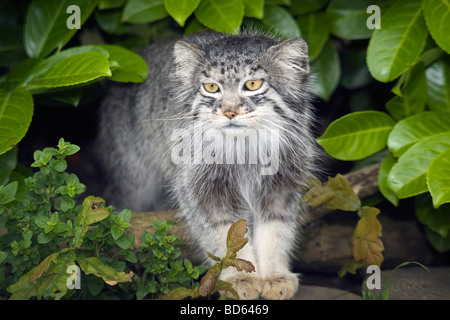 Maschio Pallas Cat (Octobus Manul) da Asia Centrale - Cat Sanctuary and Brreding programma presso la Wildlife Heritage Foundation, Regno Unito Foto Stock