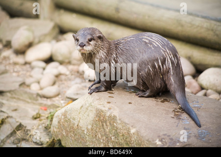 Lontra bagnata che si posa su una roccia, Paradise Wildlife Park, Regno Unito Foto Stock