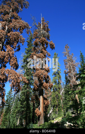 Alberi di pino in alta Uinta deserto dello Utah ucciso da scolitidi Foto Stock