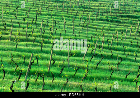Vigneto in aprile sulle colline della Toscana vicino alla città di San Gimignano Toscana Italia BEAN ALPix 0095 Foto Stock