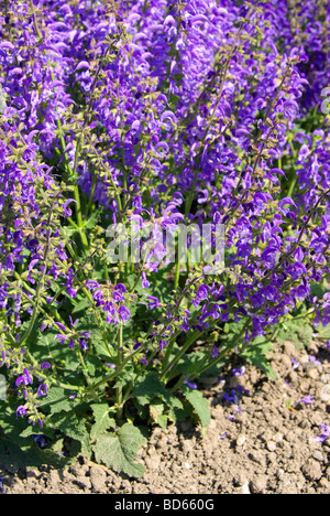 Prato Wiesensalbei Salvia 01 Foto Stock