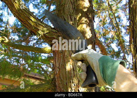 Ast absägen segare il ramo 01 Foto Stock