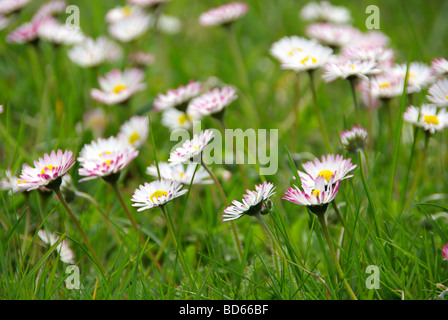 Daisy Gänseblümchen 04 Foto Stock