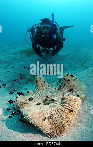 Immersioni subacquee nella parte anteriore di un anemone e il vostro clownfish al Dolphin house reef del Mar Rosso nei pressi di Marsa Alam in Egitto. Foto Stock