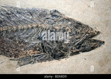 Pesci fossili Mioplosis labracoides (Middle Eocene) da Green River formazioni argillose, Wyoming USA Foto Stock