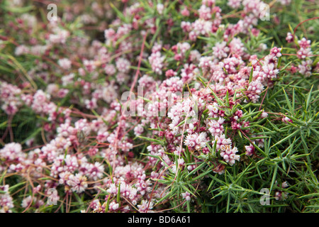 Tremava comune Cuscuta epithymum pianta ospite gorse Foto Stock