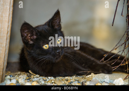 Giovane black cat con misteriosi occhi gialli gattino esterni Posa laici guardano alla ricerca animale gattino luce della sera cateye occhio g Foto Stock