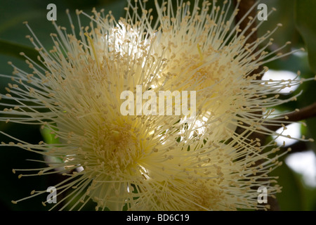 Primo piano del fiore della cera di Apple (Syzygium samarangense). Foto Stock