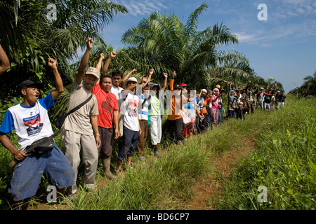 Indonesia, nell isola di Sumatra : piantagione di palme da olio Foto Stock