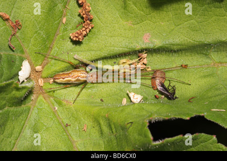 Comune a ganasce lunghe orb weaver spider Tetragnatha extensa femmina Tetragnathidae ben mimetizzati fra i detriti su una foglia REGNO UNITO Foto Stock