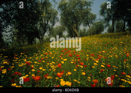 Le calendule e campo di papaveri vicino a Pescia Toscana Italia Foto Stock