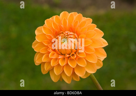 Arancione perenne tuberosa sfera Dahlia Sylvia Foto Stock