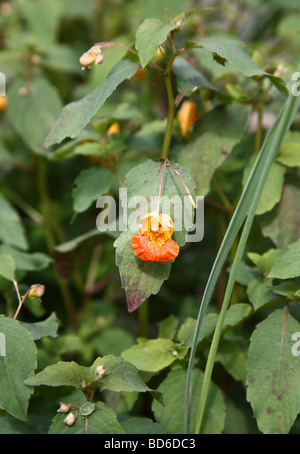 L'Himalayan Orange balsam fiore Foto Stock