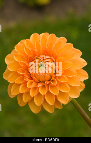 Arancione perenne tuberosa sfera Dahlia Sylvia Foto Stock