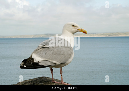 Gabbiani che rubano il cibo in Cornwall Regno Unito Foto Stock