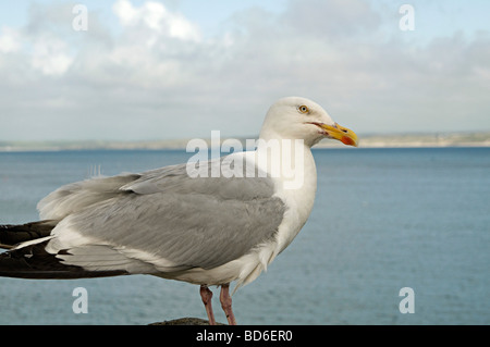 Gabbiani che rubano il cibo in Cornwall Regno Unito Foto Stock