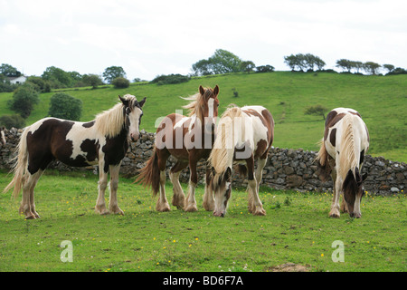 Quattro colorati cavalli pezzati Irlanda Foto Stock