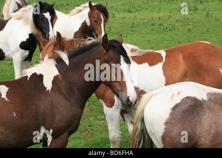 Colorati cavalli pezzati Irlanda Foto Stock