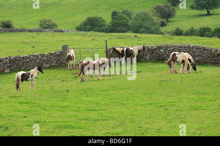 Gruppo di colorati cavalli pezzati Irlanda Foto Stock