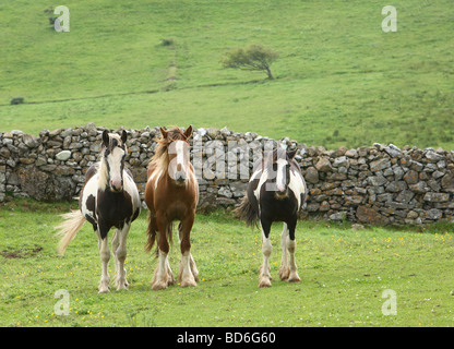 3 colorati cavalli pezzati Irlanda Foto Stock