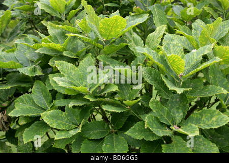 Armeno o Rovere Rovere Pontine Foglie di albero, Quercus pontica, Fagaceae, Caucaso Foto Stock