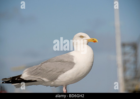 Gabbiani che rubano il cibo in Cornwall Regno Unito Foto Stock