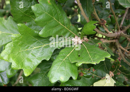 Daimyo Quercia foglie, Quercus dentata syn Quercus maccormickii, Fagaceae, Asia orientale. Foto Stock