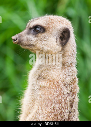 Meercat alla ricerca Foto Stock