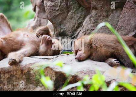 I babbuini Hamadryas Foto Stock