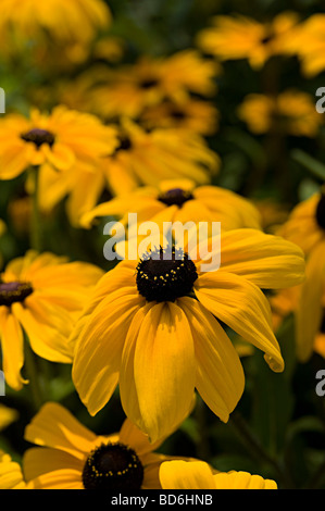 Rudbeckia goldsturm fiore giallo in un giardino del Regno Unito Foto Stock