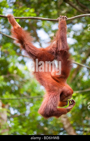 Ritratto di un orango tango appeso a un albero Foto Stock