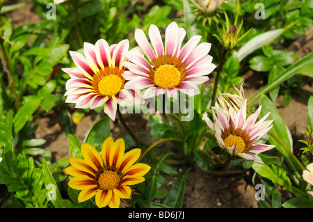 Display floreale in Butchart Gardens Vicino a Victoria sull isola di Vancouver in British Columbia in Canada Foto Stock