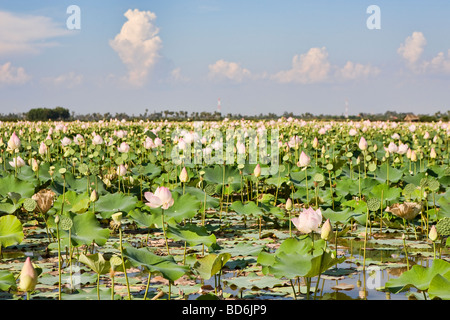 Un campo di fiore di loto di piante in Siem Reap, Cambogia Foto Stock