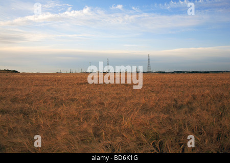 La maturazione raccolto di orzo a Paston, Norfolk, Regno Unito, con Bacton Gas Naturale terminale in background. Foto Stock