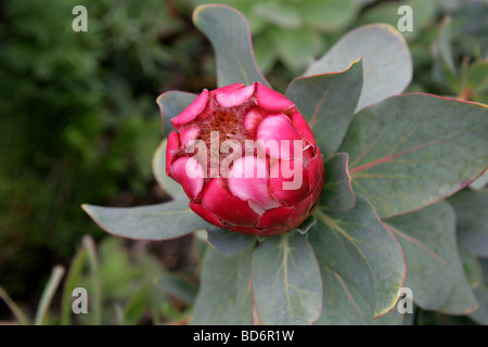 Red Sugarbush, Protea grandiceps, Proteaceae, Provincia del Capo, in Sud Africa Foto Stock