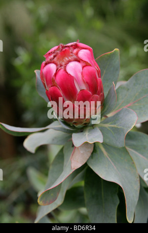 Red Sugarbush, Protea grandiceps, Proteaceae, Provincia del Capo, in Sud Africa Foto Stock