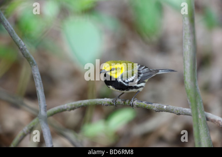 Nero verde throated Wabrler Dendroica Virens VIRENS maschio nel piumaggio di allevamento una molla migrante a New York s Central Park Foto Stock