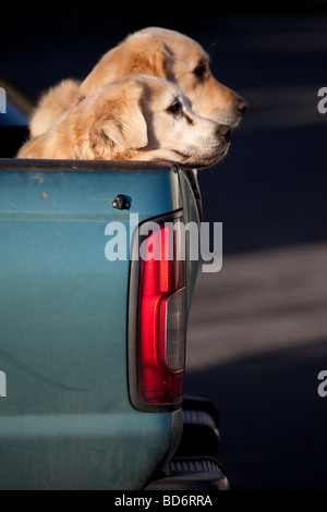 Due Golden Retriever nel retro di un automobile Foto Stock