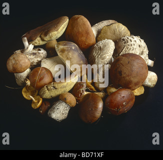 Vari i funghi commestibili Foto Stock