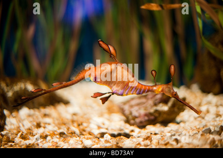 Weedy sea dragon (Phyllopteryx taeniolatus), l'Acquario di Barcellona, in Catalogna, Spagna, Europa Foto Stock