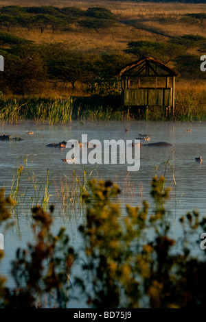 Paesaggio panoramico a tala Game Reserve. Ippopotamo di fronte a un gioco la visualizzazione di nascondere al mattino presto. Foto Stock