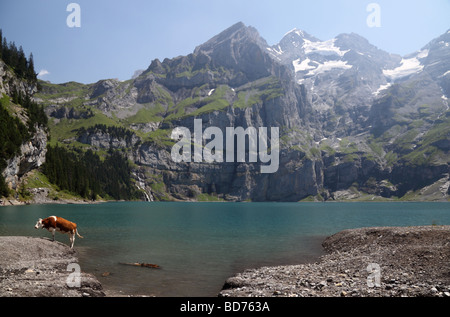Mucca sulla riva del lago Oeschinensee, Alpi Bernesi, Svizzera Foto Stock