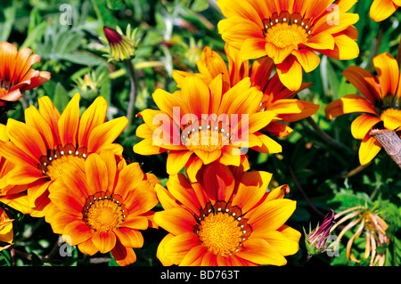Portogallo Alentejo: fiori selvaggi della costa Foto Stock