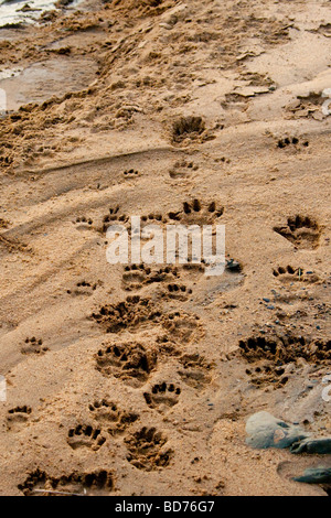 I babbuini oliva (papio anubis) Tracce in un alveo. Foto Stock