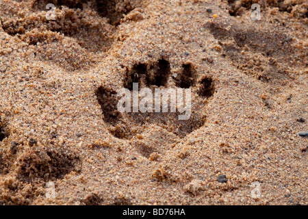 I babbuini oliva (papio anubis) Tracce in un alveo. Foto Stock