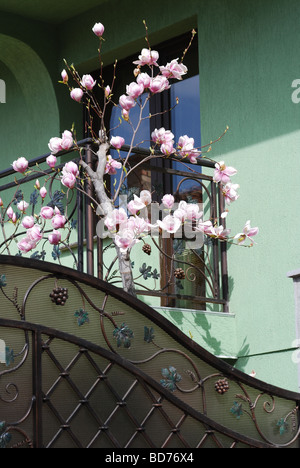 Contemporanea casa residenziale in Karlovo, Bulgaria con la fioritura albero di magnolia Foto Stock