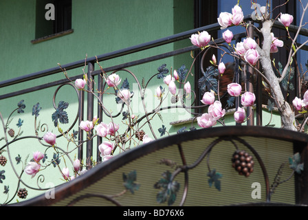 Contemporanea casa residenziale in Karlovo, Bulgaria con la fioritura albero di magnolia Foto Stock