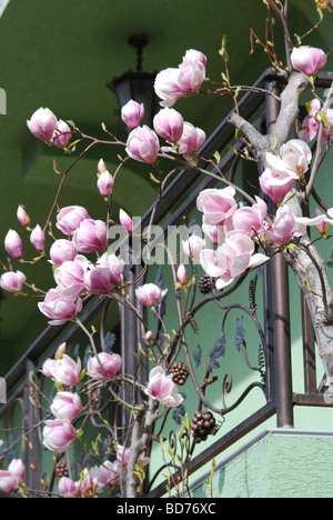 Contemporanea casa residenziale in Karlovo, Bulgaria con la fioritura albero di magnolia Foto Stock