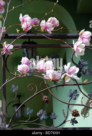 Contemporanea casa residenziale in Karlovo, Bulgaria con la fioritura albero di magnolia Foto Stock