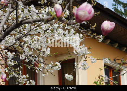 Contemporanea casa residenziale in Karlovo, Bulgaria con la fioritura albero di magnolia Foto Stock